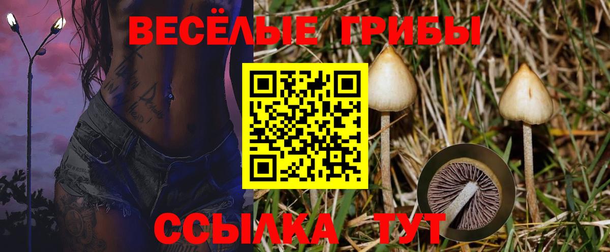 Псилоцибиновые грибы GOLDEN TEACHER  Вход с VPN  Псилоцибиновые грибы ЛСД  цены наркотик  Калач-на-Дону 